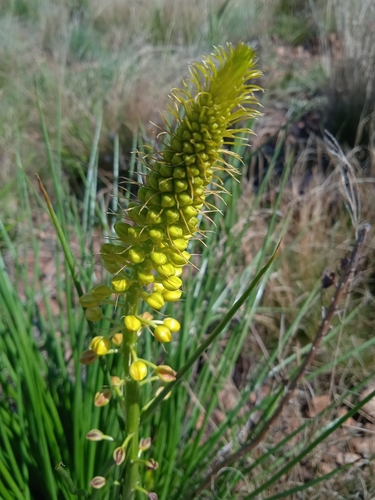 Bulbine angustifolia — photo