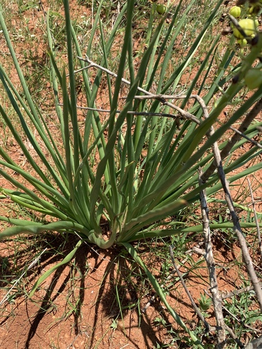 Bulbine angustifolia — photo