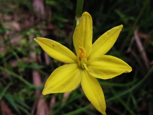 Bulbine bulbosa (Native leek) — photo