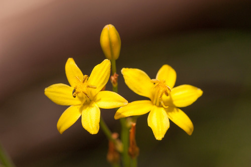 Bulbine bulbosa (Native leek) — photo