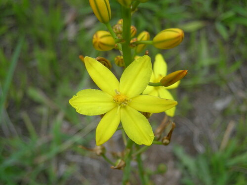Bulbine bulbosa
