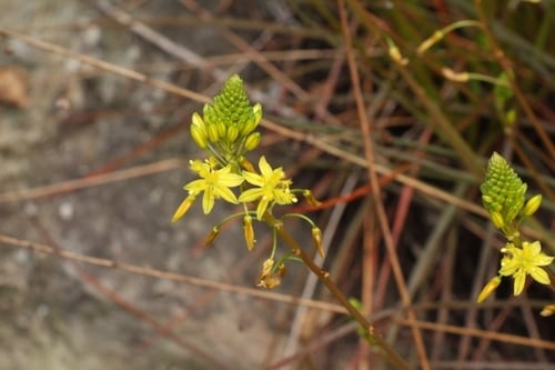 Bulbine frutescens (Stalked bulbine) — photo