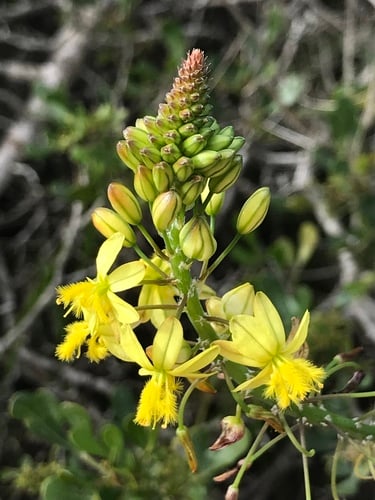 Bulbine frutescens (Stalked bulbine) — photo