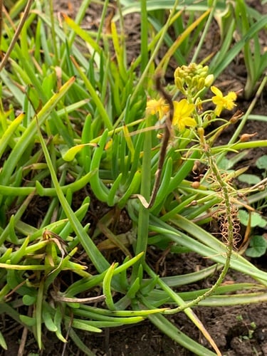 Bulbine frutescens