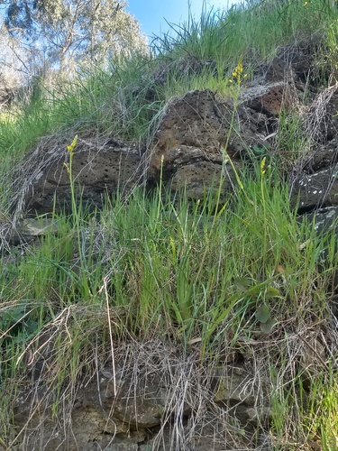 Bulbine glauca (Rock lily) — photo