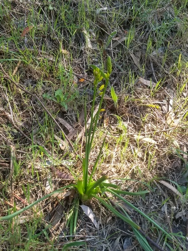 Bulbine glauca (Rock lily) — photo