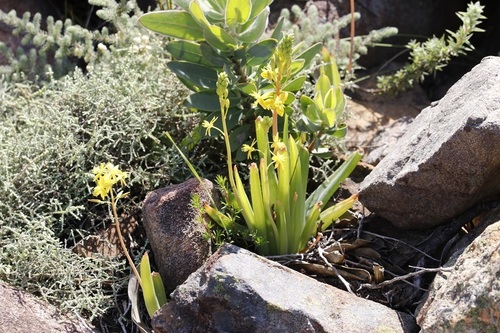 Bulbine praemorsa — photo