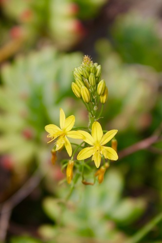 Bulbine praemorsa — photo