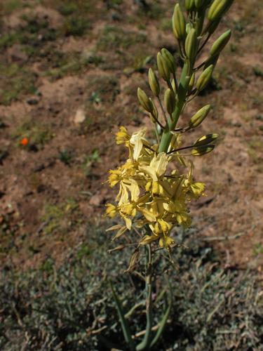 Bulbine praemorsa