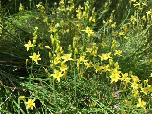 Bulbine semibarbata (Small flower leek lily) — photo