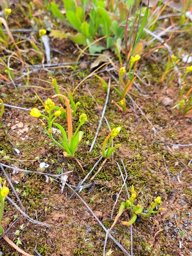 Bulbine semibarbata (Small flower leek lily) — photo