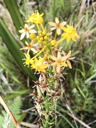 Bulbinella hookeri (Maori onion) — photo