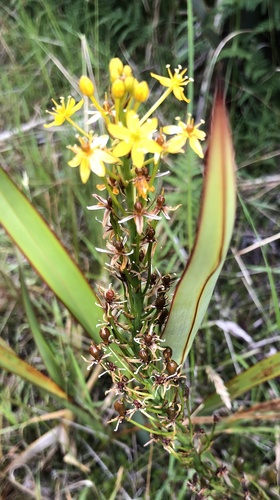 Bulbinella hookeri (Maori onion) — photo
