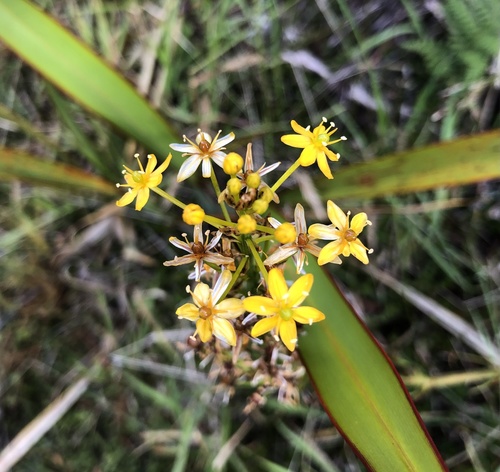 Bulbinella hookeri