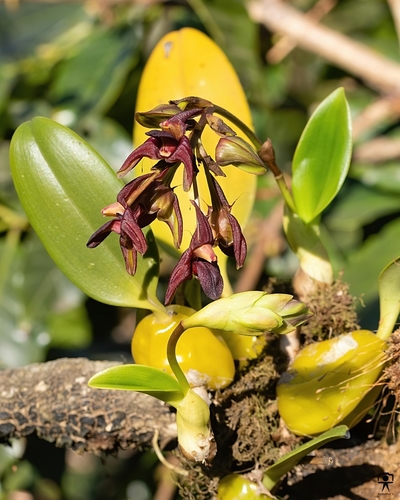 Bulbophyllum fuscopurpureum (Tongue orchid) — photo