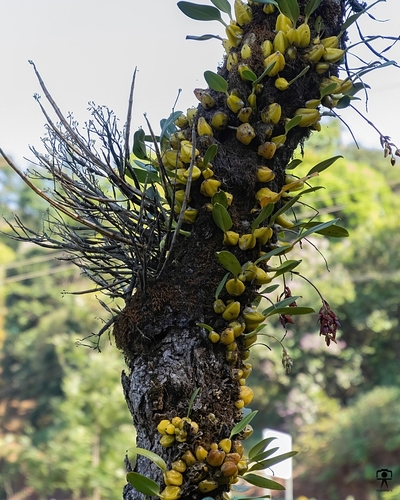 Bulbophyllum fuscopurpureum (Tongue orchid) — photo
