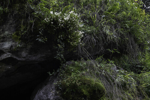 Bulbophyllum odoratissimum — photo