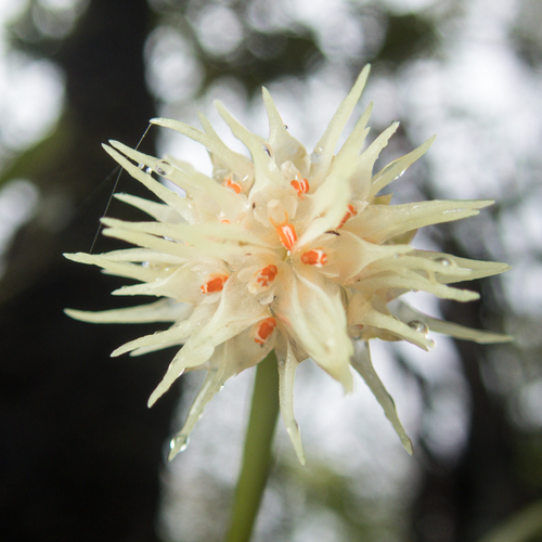 Bulbophyllum odoratissimum