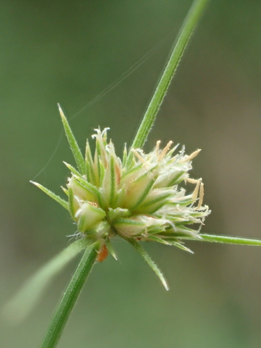 Bulbostylis barbata (Water grass) — photo