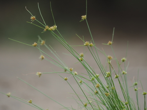 Bulbostylis barbata (Water grass) — photo