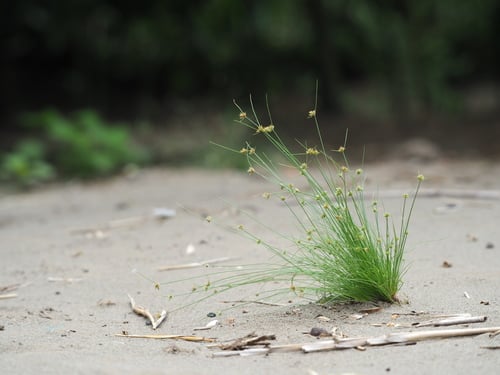 Bulbostylis barbata
