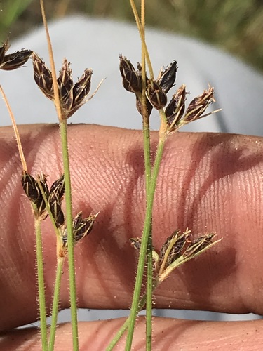 Bulbostylis hispidula — photo