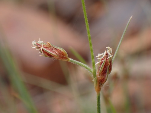 Bulbostylis hispidula — photo