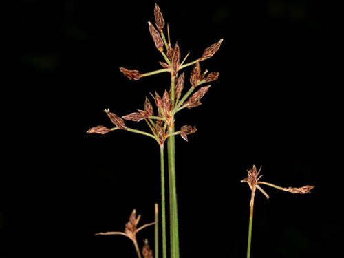 Bulbostylis hispidula