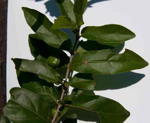 Bullockia setiflora (Bristly canthium) — photo