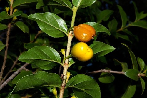 Bullockia setiflora