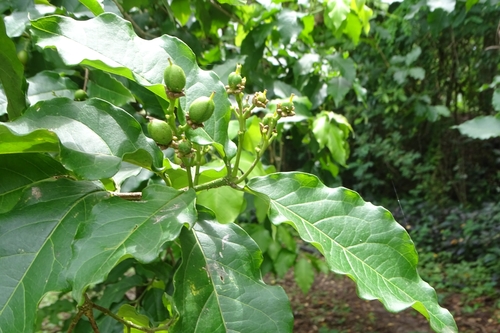 Bunchosia argentea (Peanut butter fruit) — photo