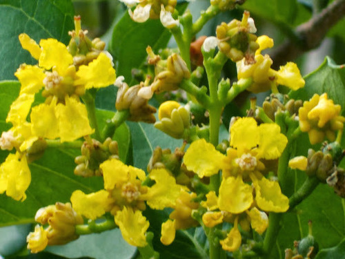 Bunchosia argentea (Peanut butter fruit) — photo
