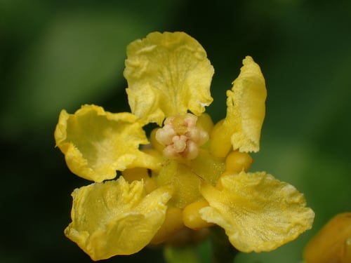 Malpighiaceae