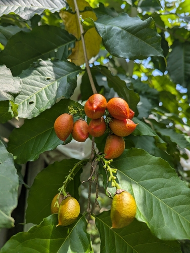 Bunchosia armeniaca (Bunchosia) — photo