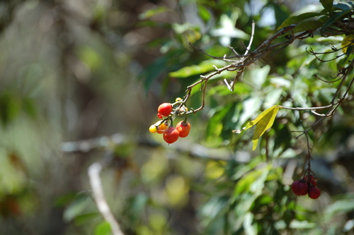 Bunchosia biocellata — photo