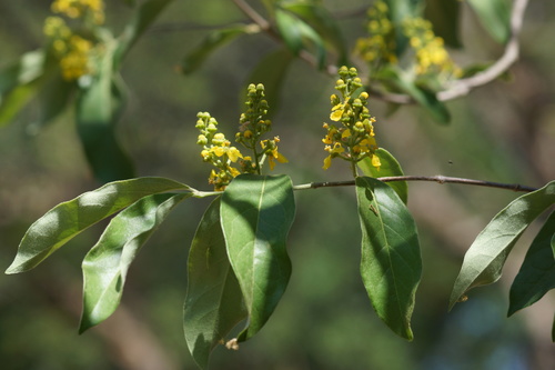 Bunchosia biocellata