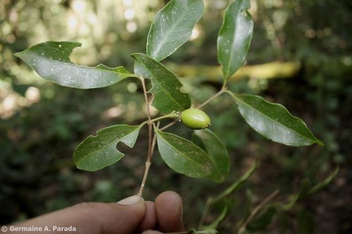 Bunchosia lindeniana