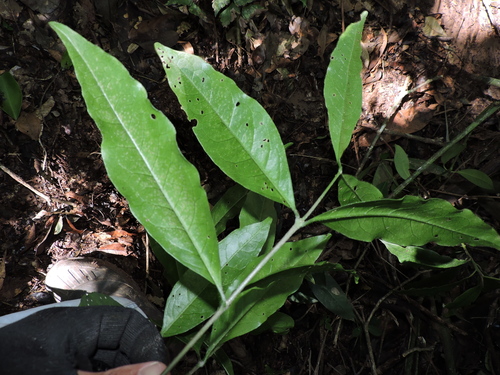 Bunchosia maritima (Cachita) — photo