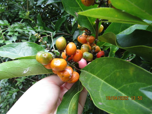 Bunchosia maritima