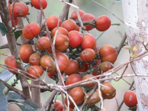 Bunchosia pallescens