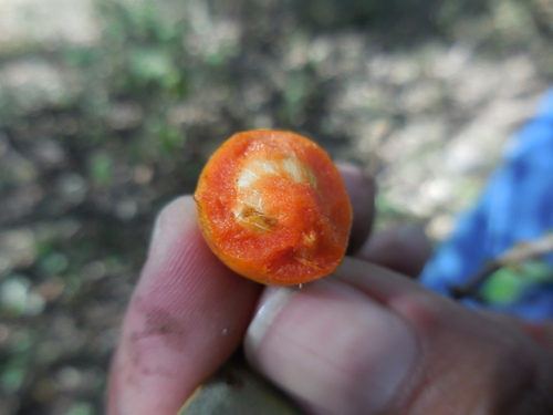 Bunchosia palmeri — photo