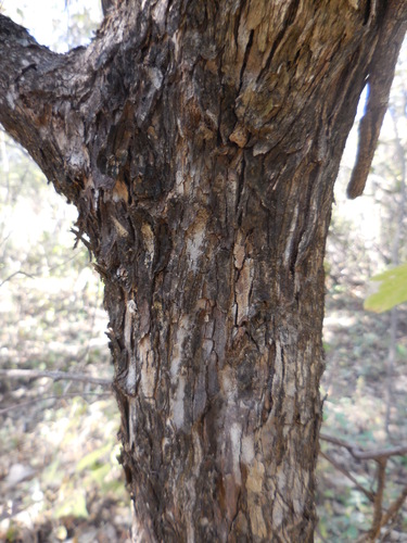 Bunchosia palmeri — photo