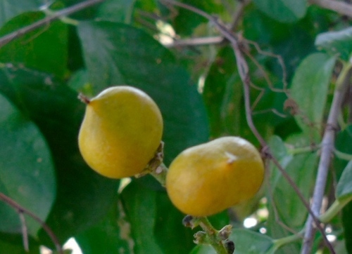 Bunchosia palmeri