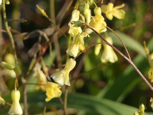 Bunias erucago (Corn rocket) — photo