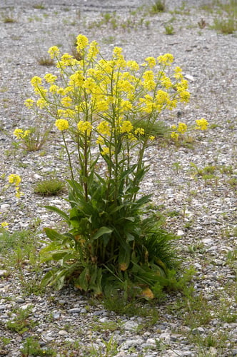 Bunias orientalis (Hill mustard) — photo