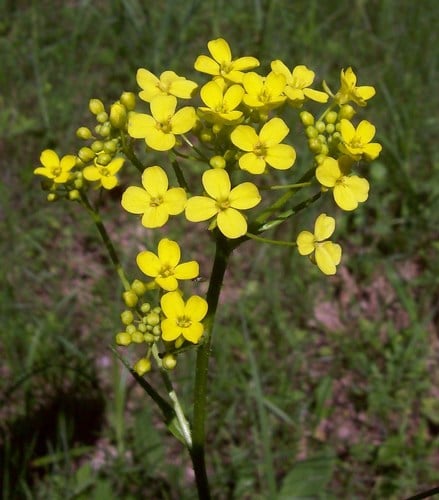 Bunias orientalis (Hill mustard) — photo
