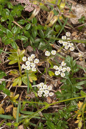 Bunium alpinum — photo