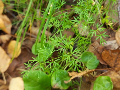 Bunium alpinum — photo
