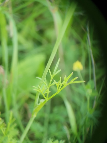 Bunium bulbocastanum (Black caraway) — photo
