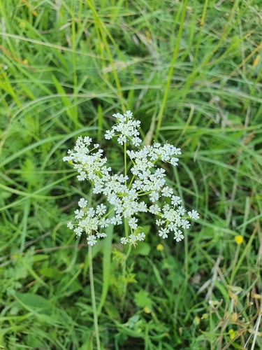 Bunium bulbocastanum (Black caraway) — photo